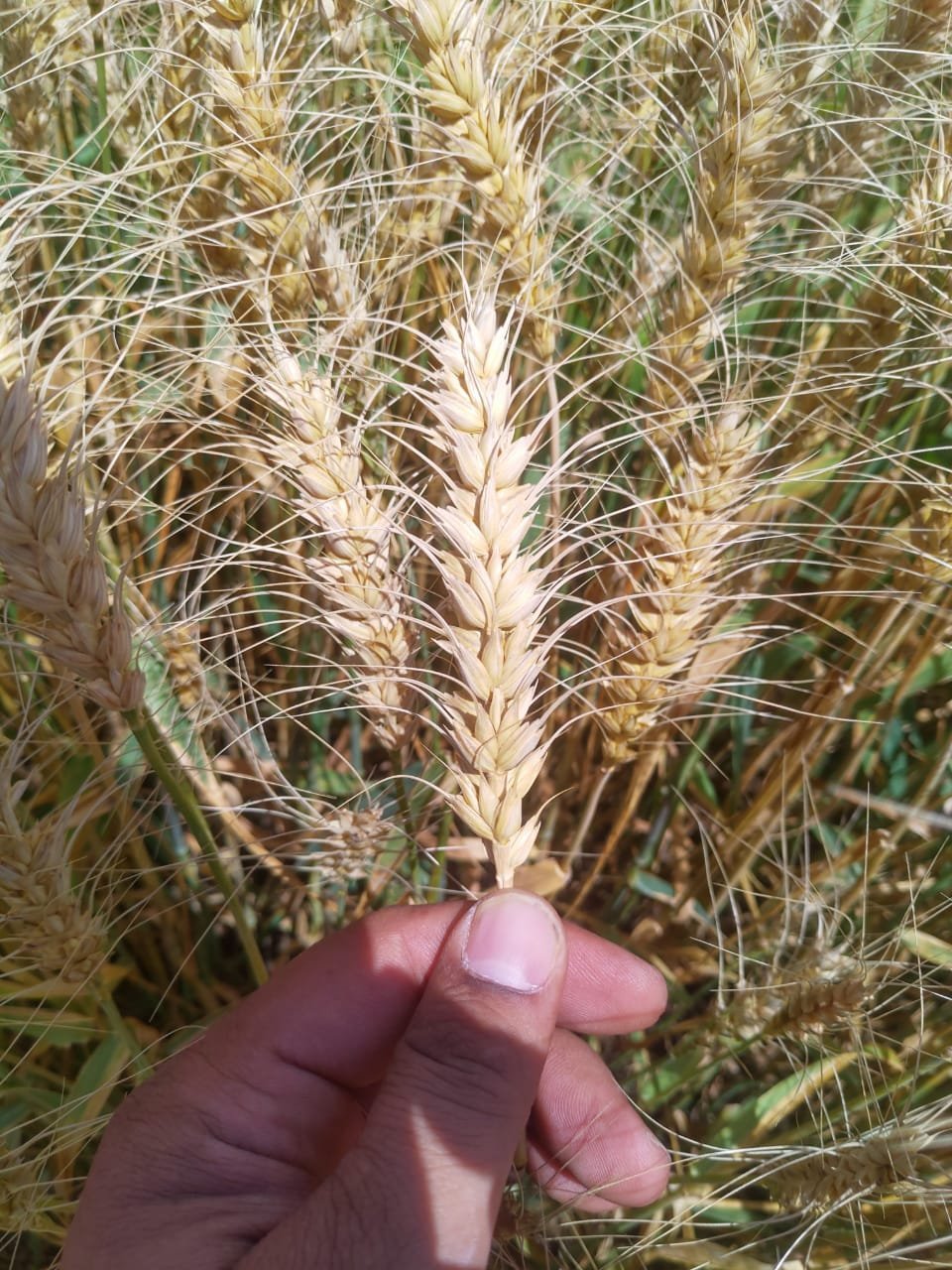 Agro commodities supply chain